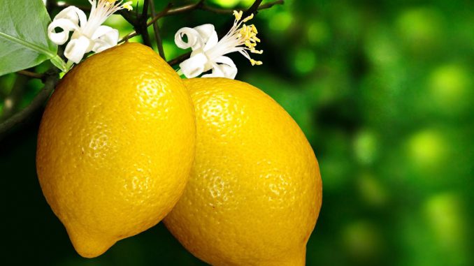 Citronnier