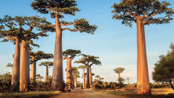 madagascar-escale