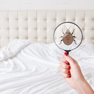 Traitement naturel contre la punaise de lit à Mundolsheim : une solution efficace et responsable