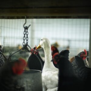 Les erreurs à éviter quand on lance une entreprise d’élevage de poulets