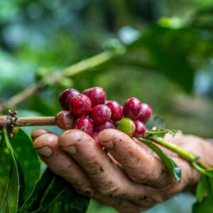 Comment visiter les pays producteurs de café : Un guide d’exploration aromatique