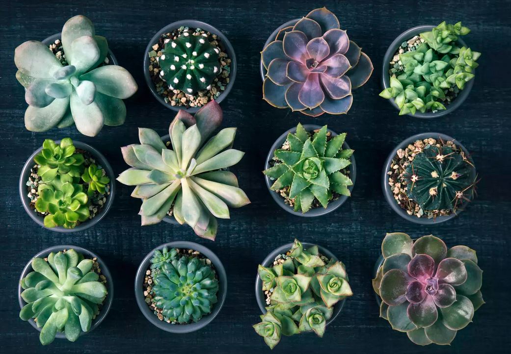 Le Guide Complet Pour Faire Pousser Les Succulentes Et Plantes Grasses Ariescomputing Eu